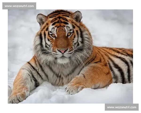 老虎vs群雄对决生态力量与智慧的终极较量全景解析深度观察纪实